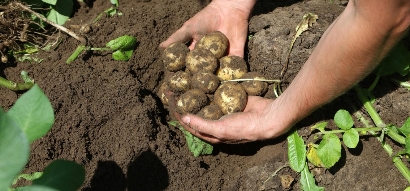 Belgian potatoes, ready to be harvested