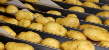 Washing of Belgian potatoes