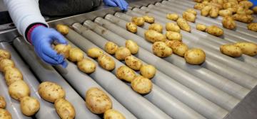 Quality control of belgian potatoes